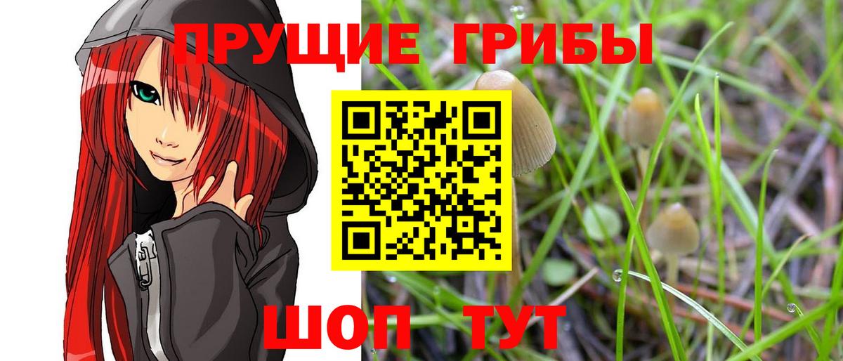 Псилоцибиновые грибы Cubensis Луга